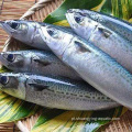 BQF Landfrozen redondo inteiro Pacific Pacific Fish 300-500G